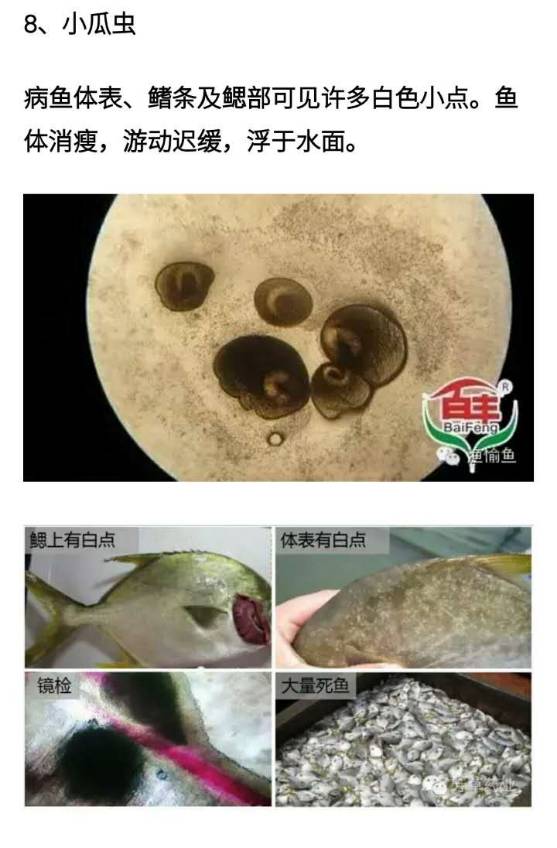 金鱼体内寄生虫图片图片