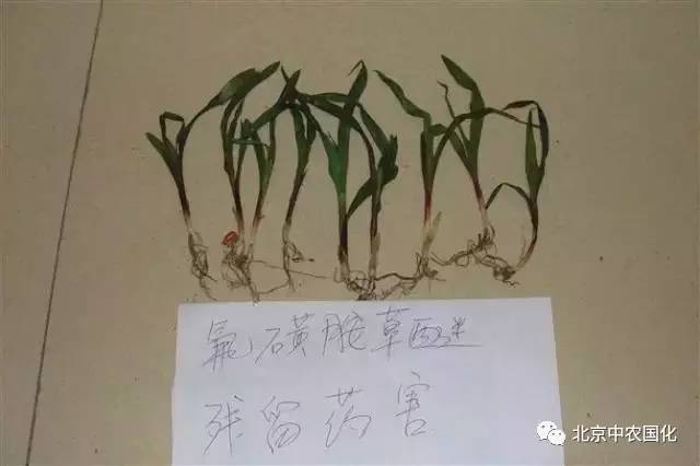 农技 除草剂药害识别及解决方法大全(内容较多,建议收藏后慢慢看)