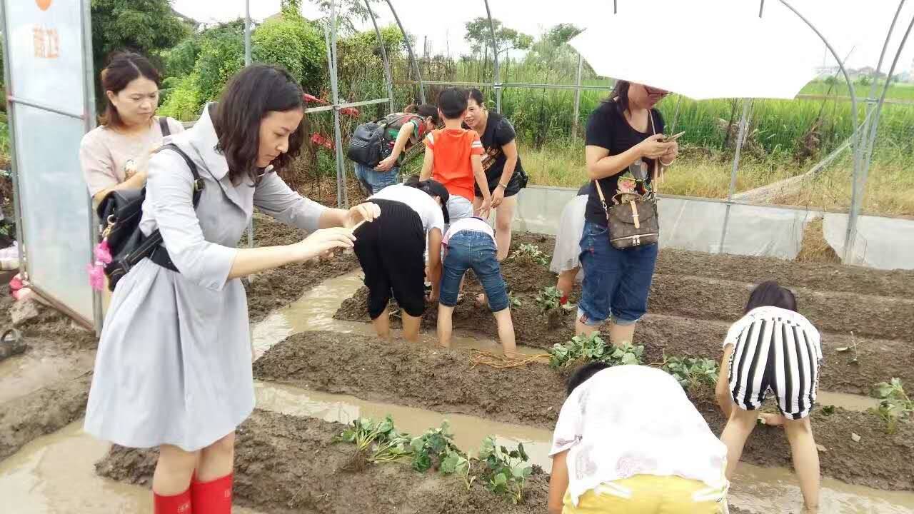 农场报名新版农场主再度来袭亲子协作草莓小地主报名啦