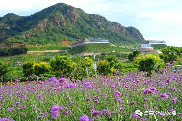 夏已止,秋未滿,趁著好天氣來玫瑰情園賞花吧