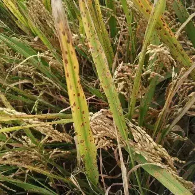 史上最全水稻病害识别图谱与防治技术