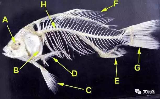 鱼类中轴骨图片