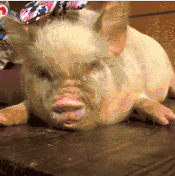 猪动态表情图图片
