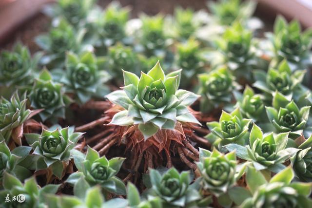 8月底多肉植物可以大水澆了嗎