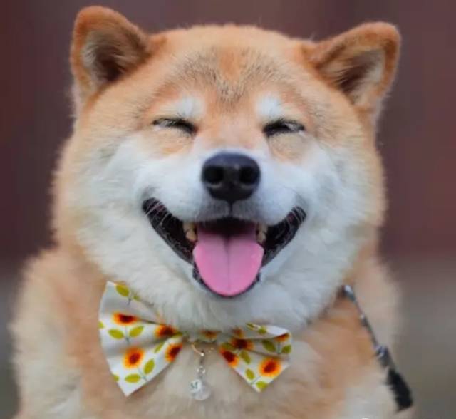 喝水都会笑的柴犬,其实在日本大地震后,用笑容治愈了无数人!