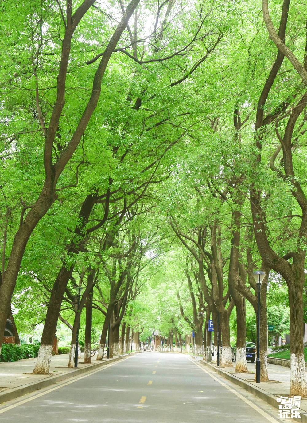 阳光下的林荫大道图片图片