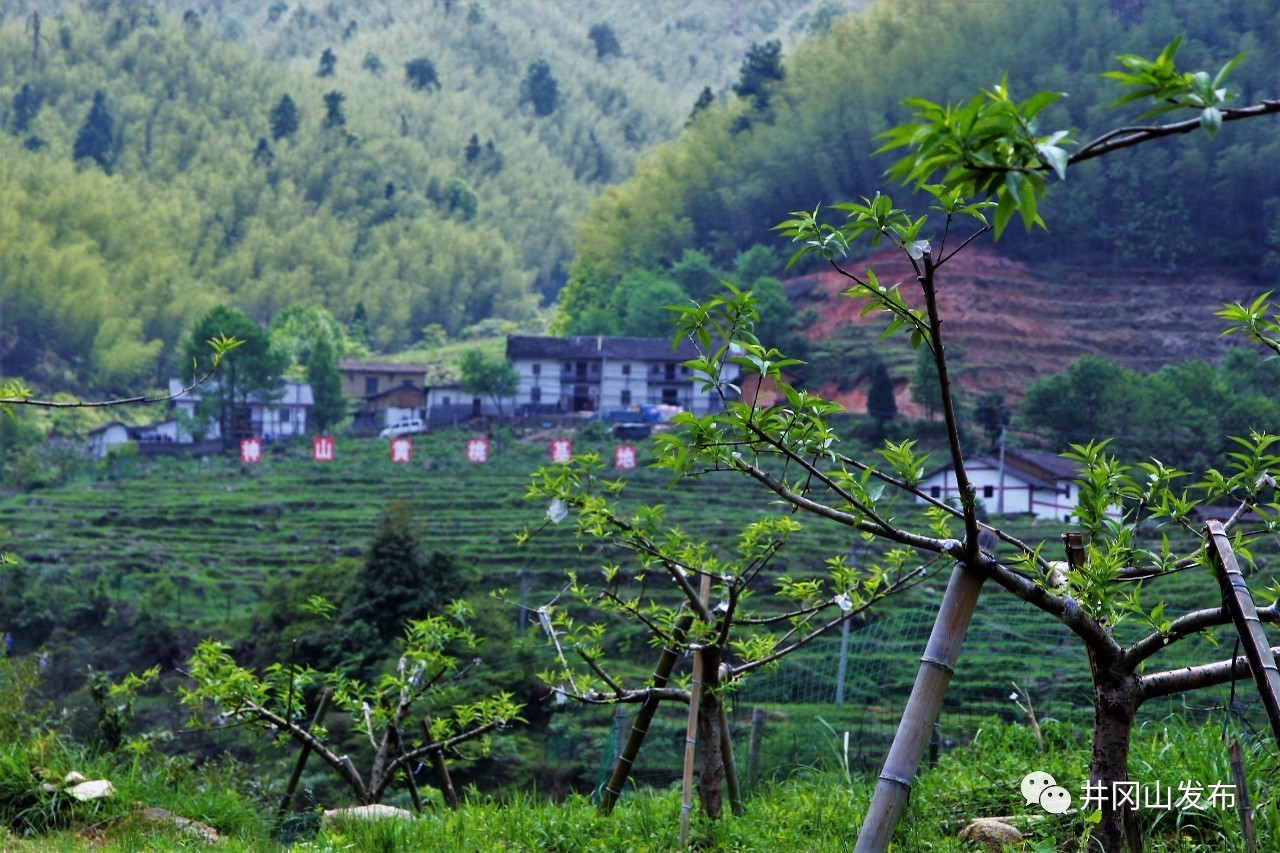 媒体聚焦神山村茅坪乡