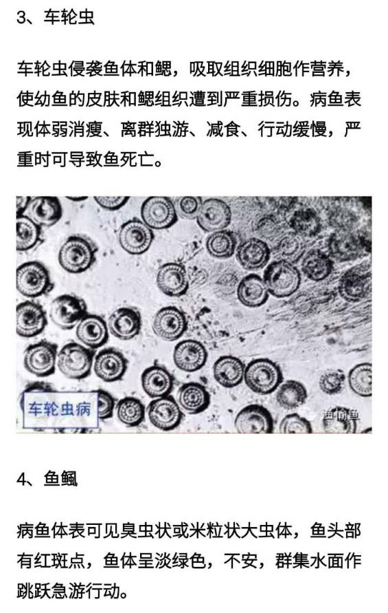 杯体虫显微镜图片图片