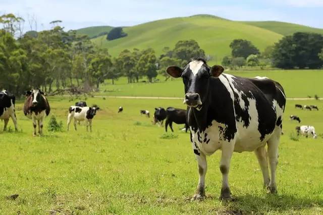 解密澳洲牧场奶牛饲养过程!