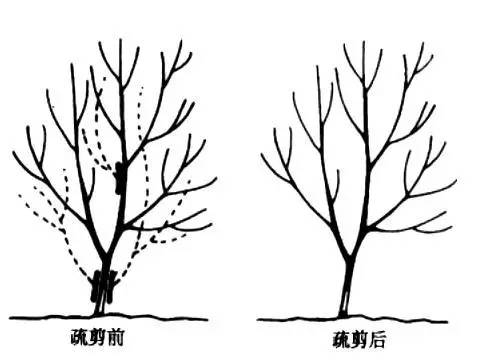 乔木的修剪方法图解图片