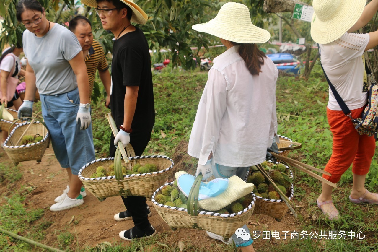 大河岸鎮舉行2017年羅田縣鄉村板栗採摘文化節活動