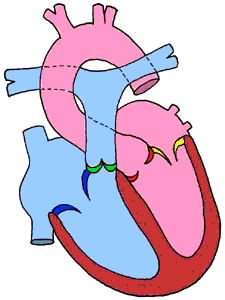 心脏供血动态图解图片