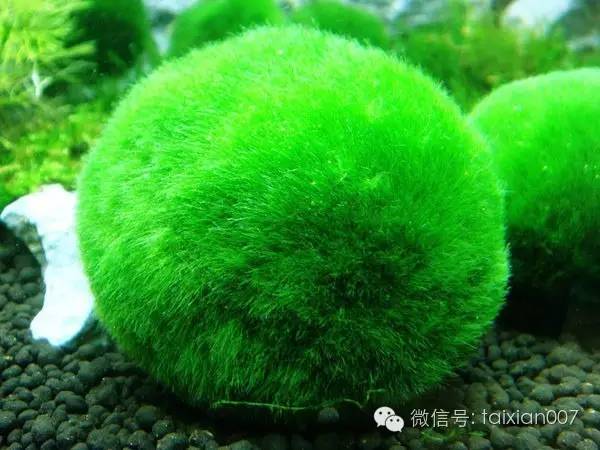 海藻球生长过程图片