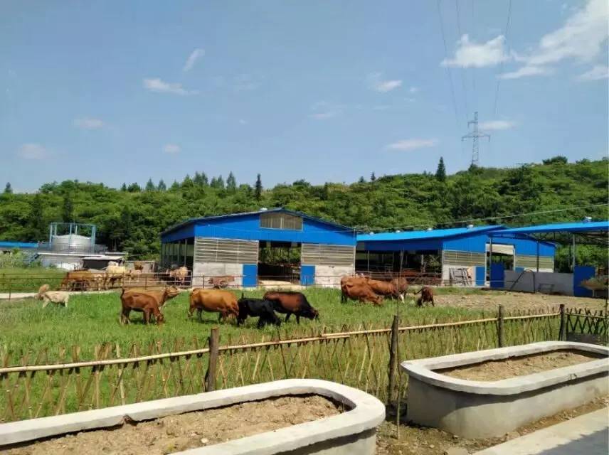 广西柳州穿山养牛基地图片
