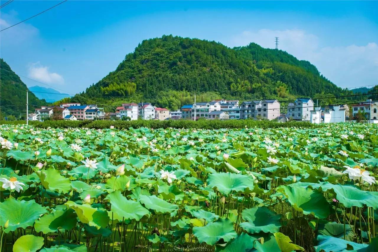 丽水市莲都区老竹镇图片