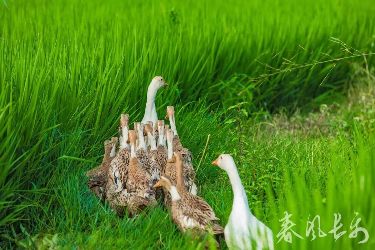 长乐稻香鸭清新上市邀您来听鸭声阵阵