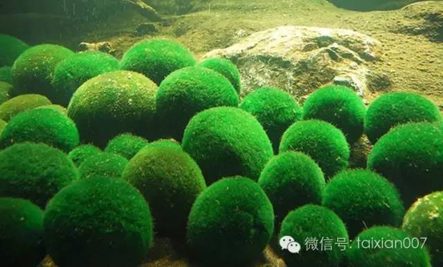 海藻球最大图片