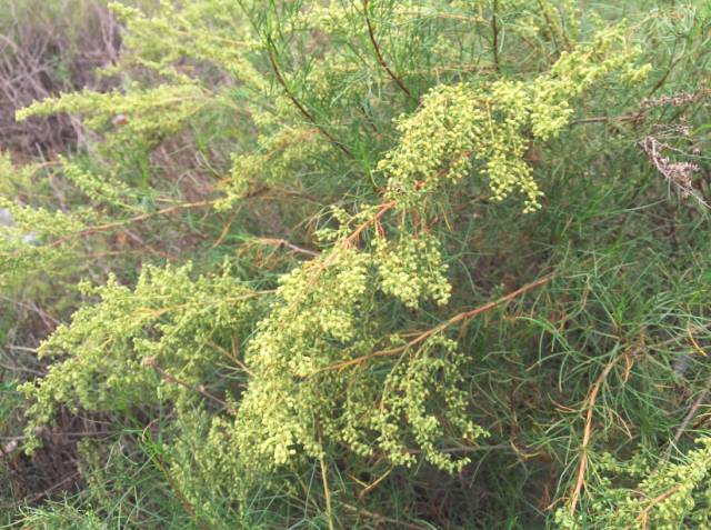 家医院求医问药,各种检查均将致病根源指向本地治沙植物:蒿属植物花粉