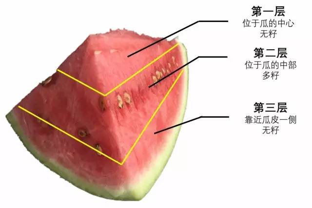 西瓜的果实结构图片