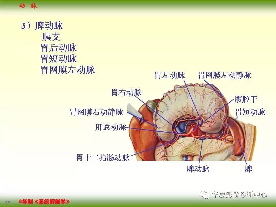 腹腔干动脉分支解剖图图片