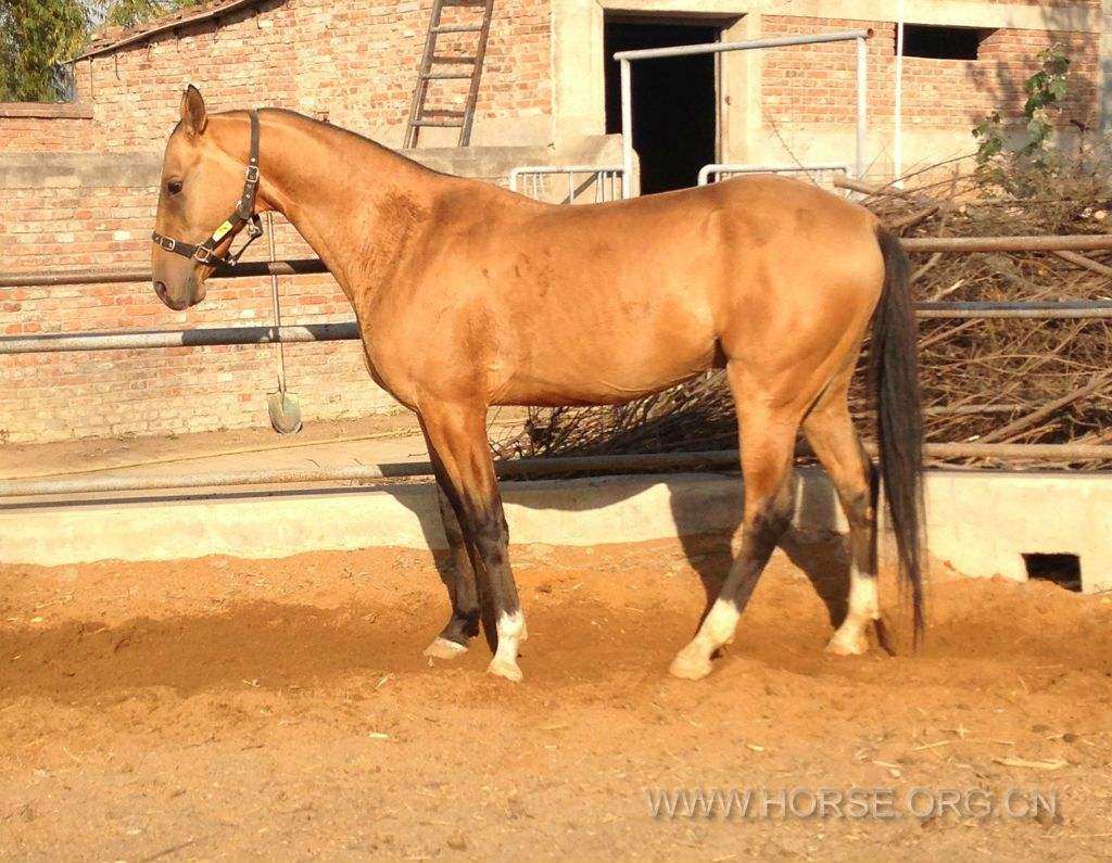 走遍世界汗血寶馬原產地土庫曼斯坦