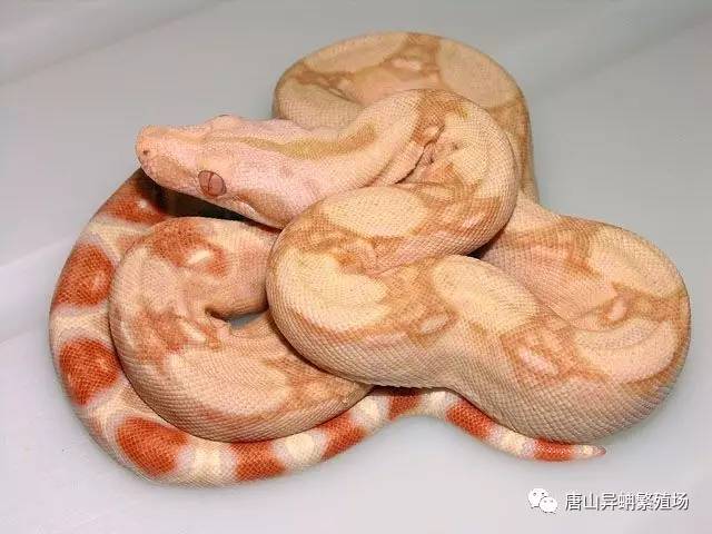 【唐山異蚺】多圖預警!美爆~顏色的極致!kahl albino&sharp albino