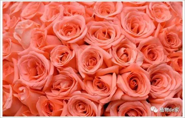 可以送粉玫瑰吗? 11朵粉玫瑰的花语是什么