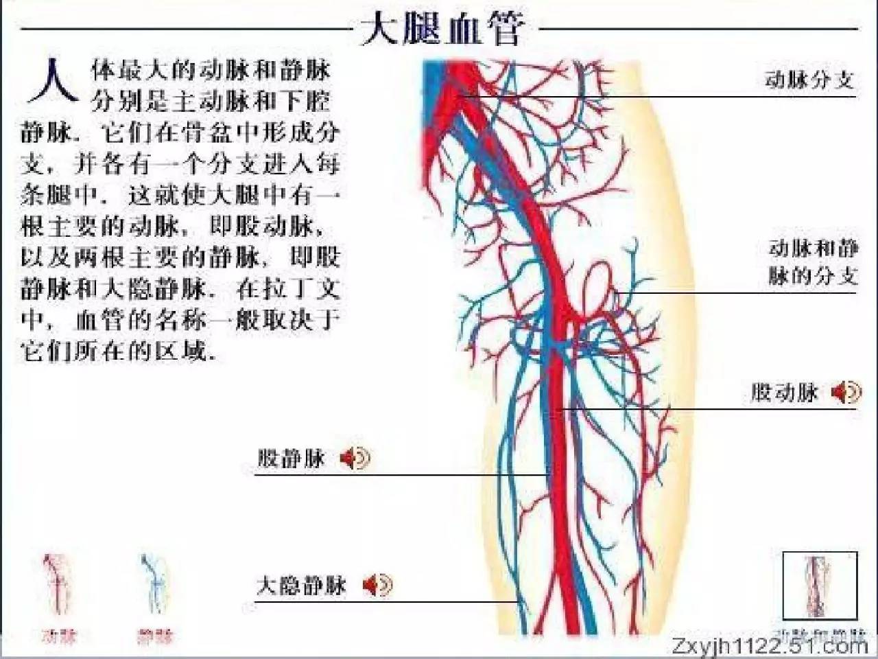 静脉血栓风险评估及预防