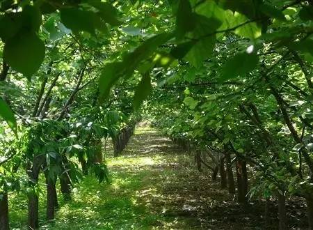 植樹人 (3) 李子樹撐開綠傘 遮住烈日 腳下的黑土