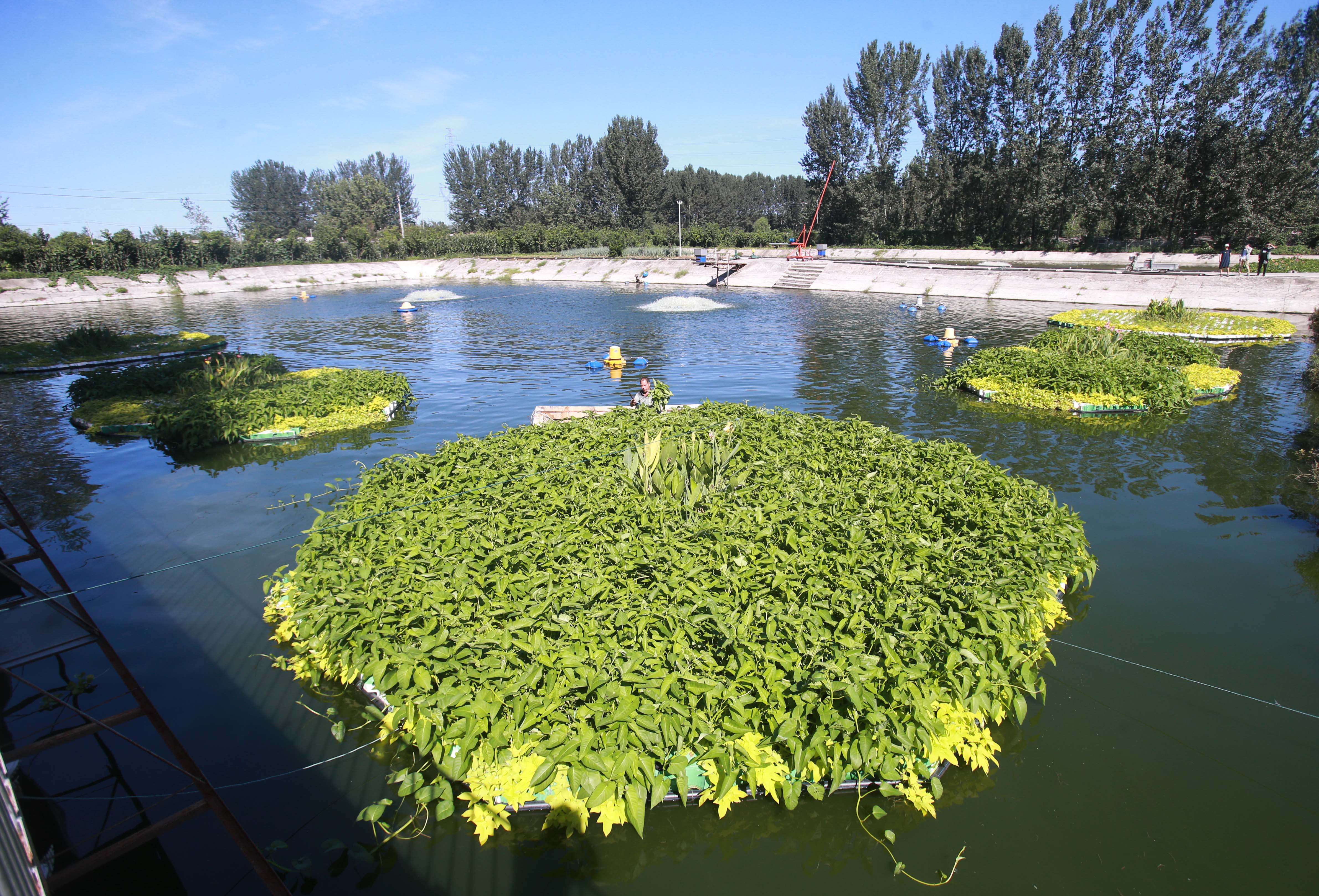 水上种菜技术图片