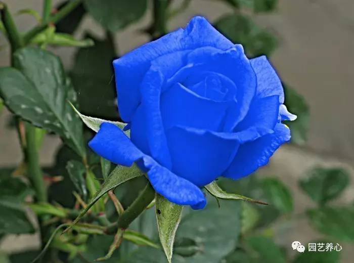 蓝色妖姬是来自荷兰的一种加工花卉,它是用一种对人体无害的染色剂和