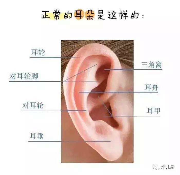 耳朵类型图及命运图片
