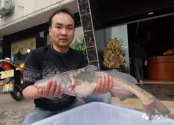 斑點叉尾鮰,梭邊魚,鉗魚,溝鯰,美國鯰美國引進,超能長,肉肥嫩,現在也