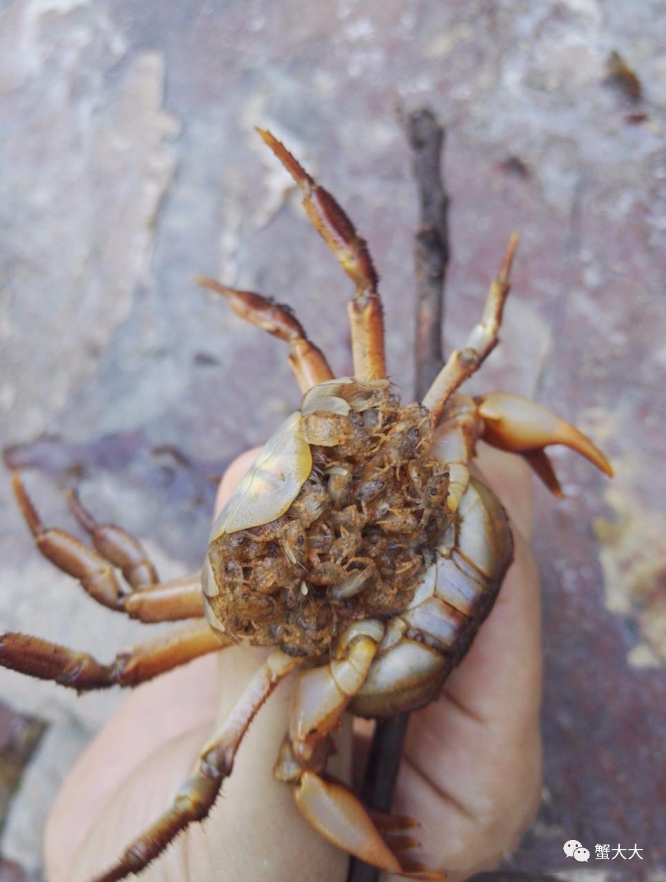 趣闻 看一只螃蟹怎么生小螃蟹,竟然还生出这么多!