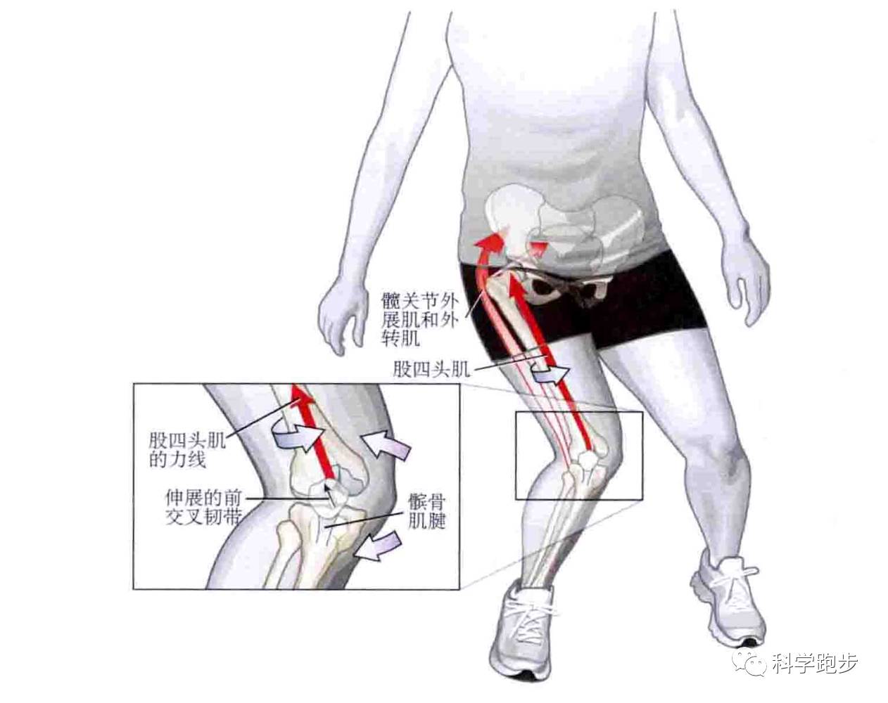 跑步为什么会膝盖疼-x,o型腿(连载1)