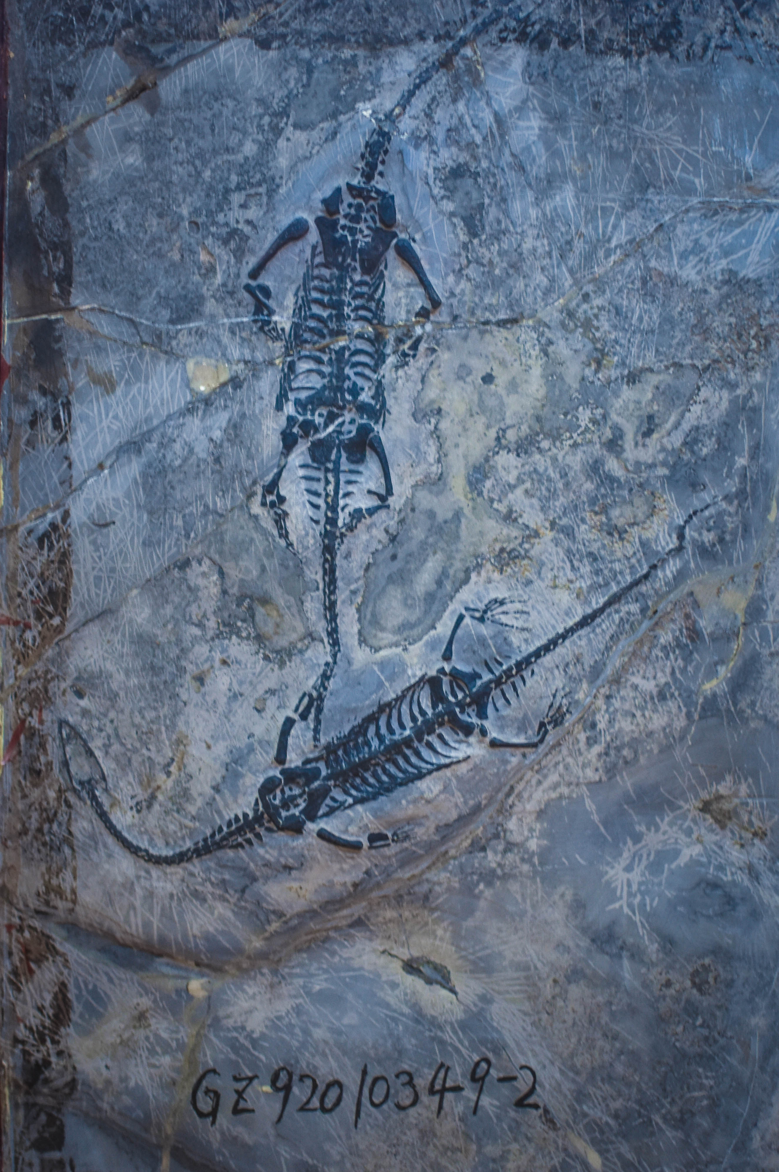 冰雪龙化石图片
