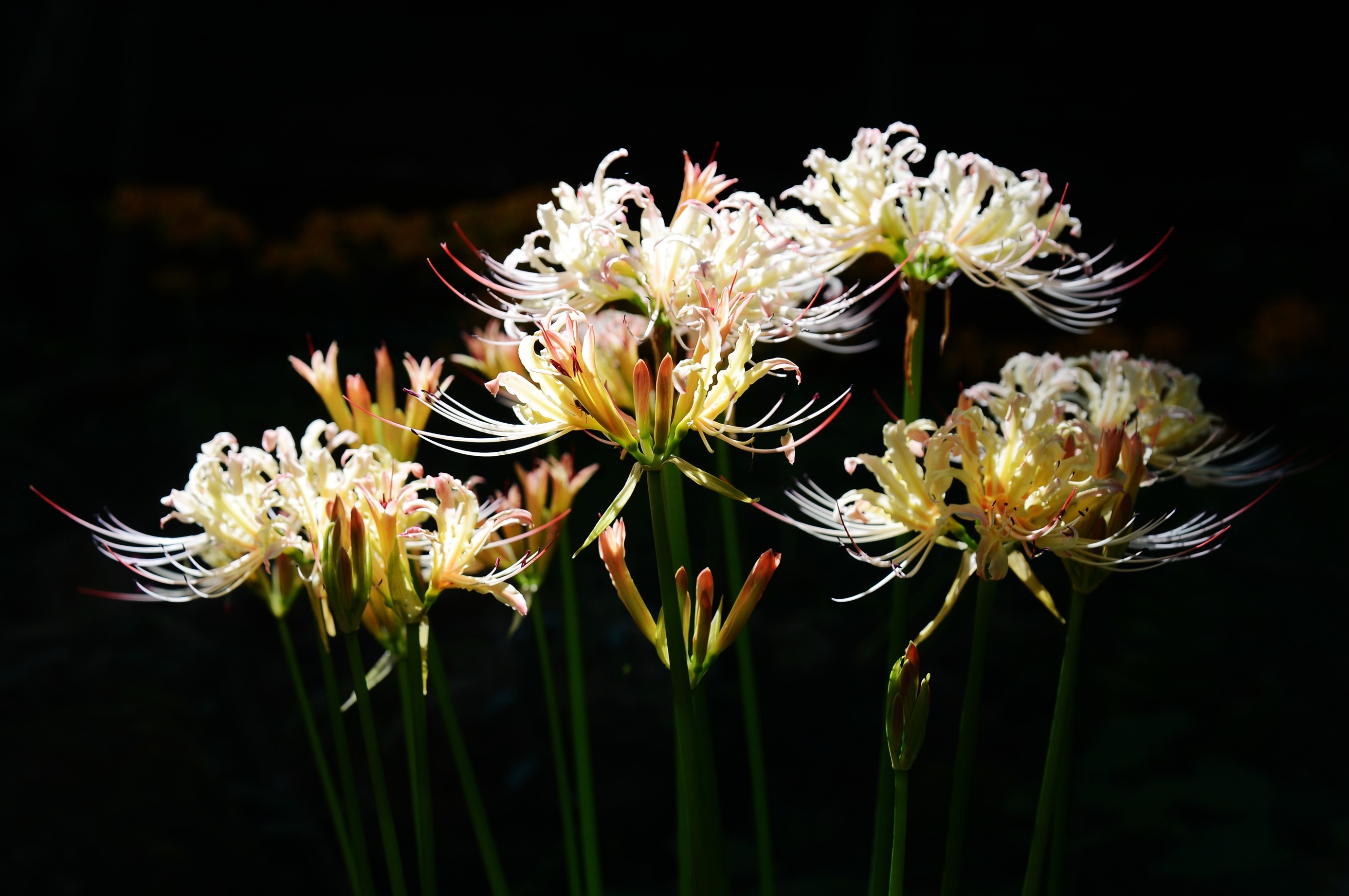 彼岸花什么季节开花图片