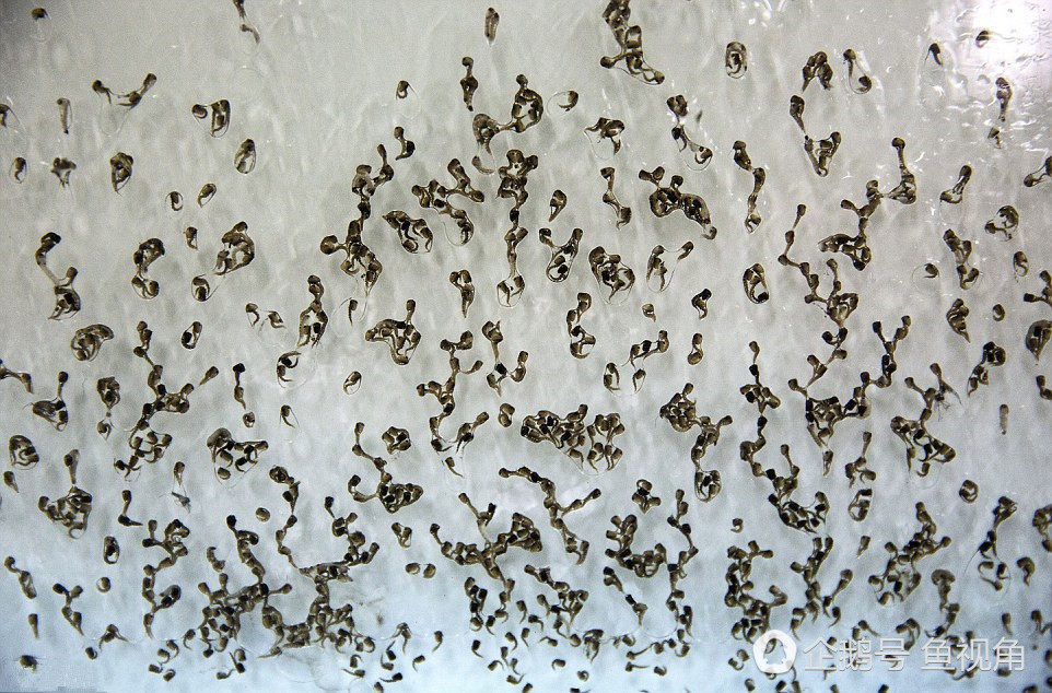 蚊子的卵产在什么地方图片