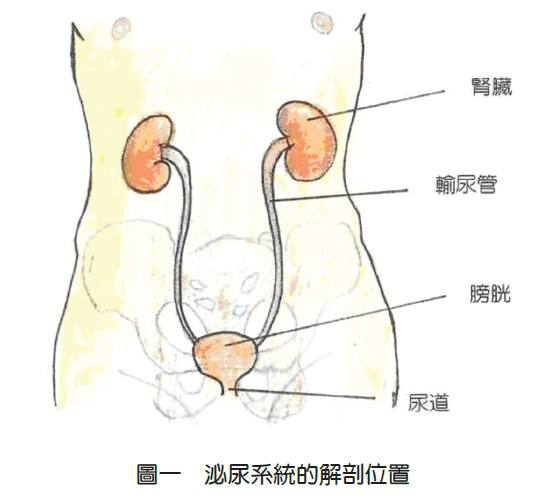 女性身体膀胱图片