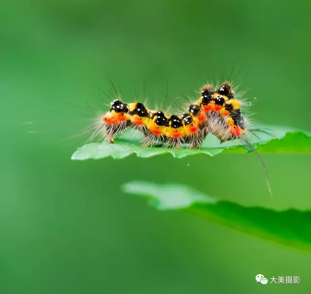 娇小玲珑栾美华镜中的昆虫精灵