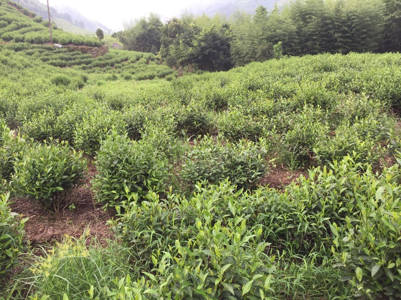 治理安吉白茶茶園秋稍不發他們在嘗試