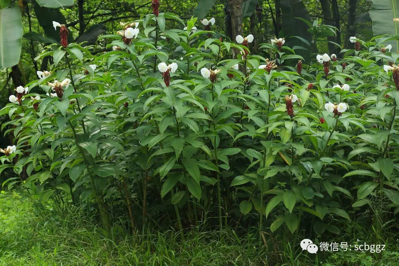 白石笋的功效与图片图片