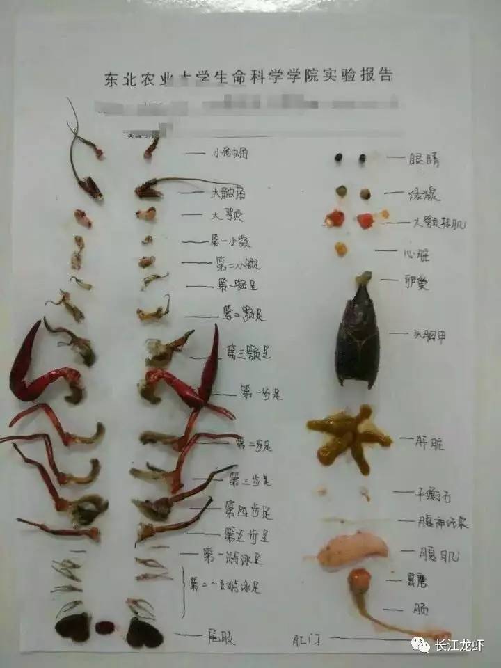 螯虾解剖实验图片