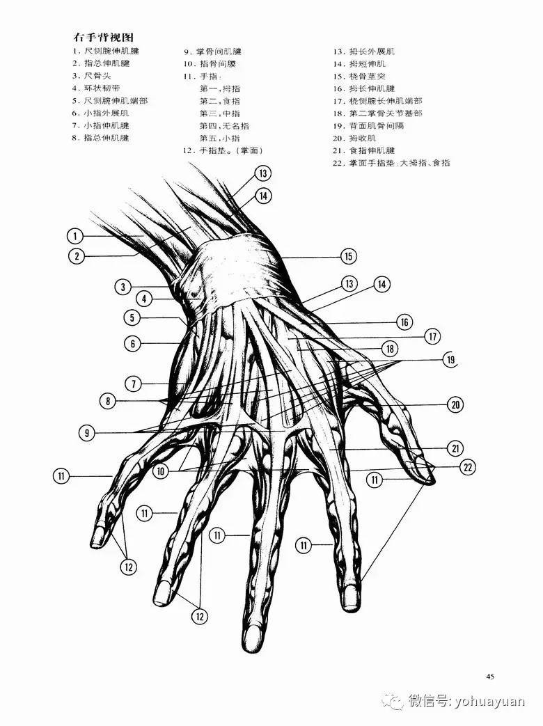 油畫人體這是最難畫的器官