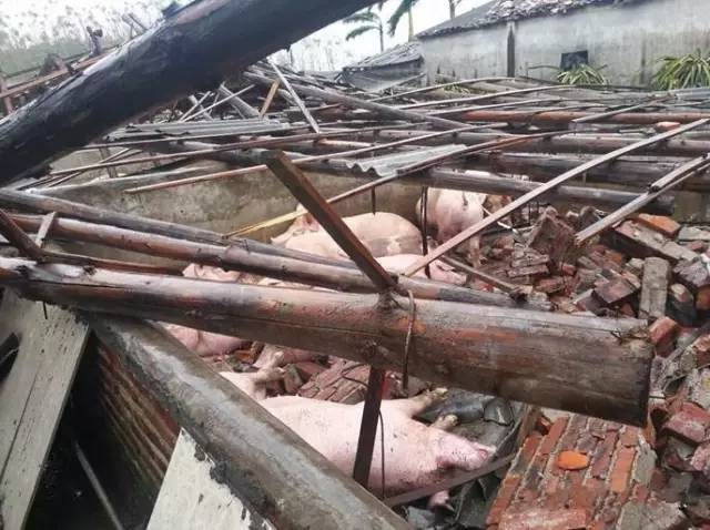 惨烈华南大量猪场遭台风侵袭猪价有望由此一路飙升