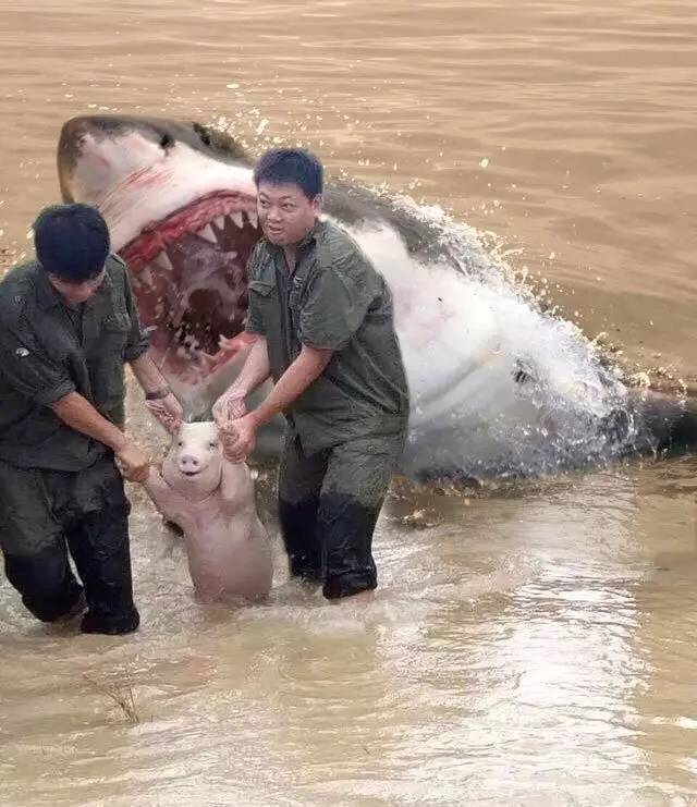 洪水猪坚强图片