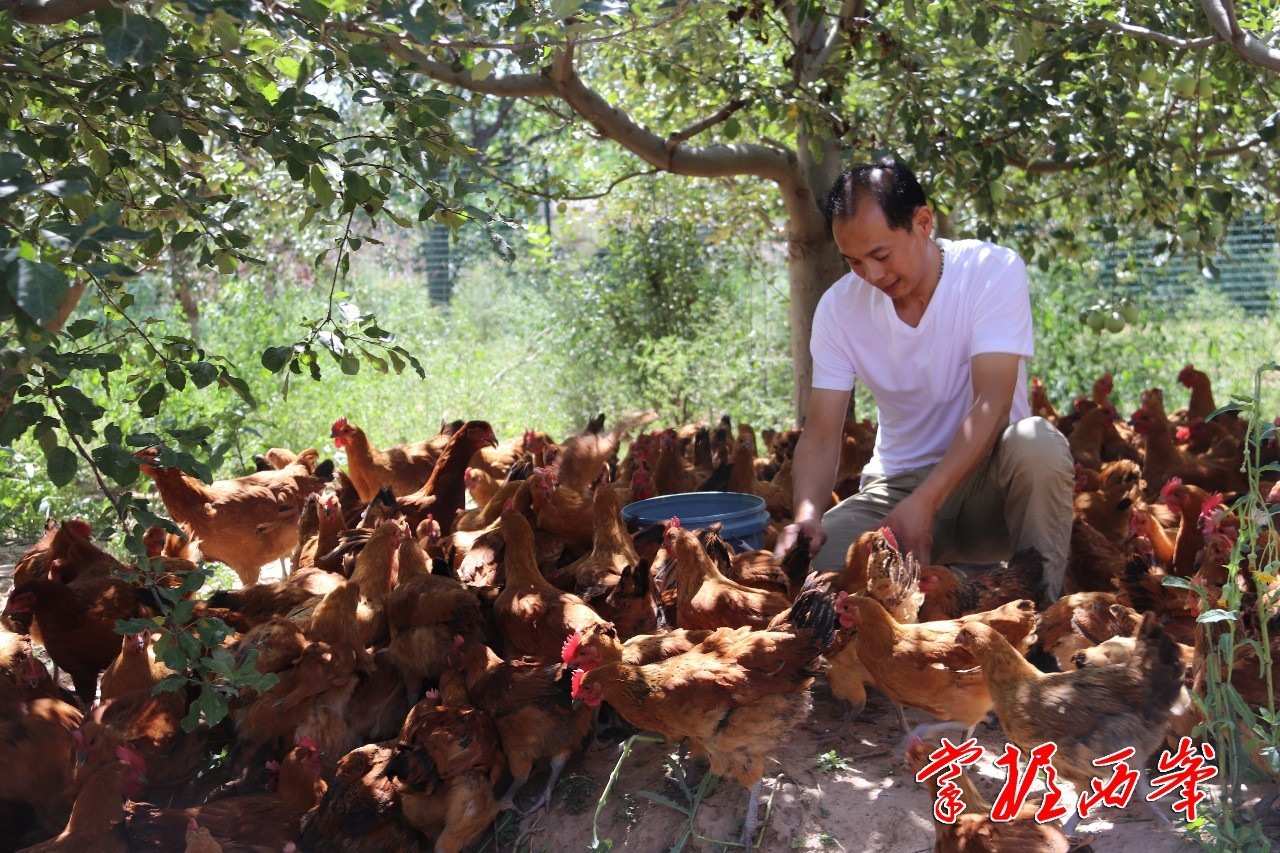 致富经林下养殖开启生态致富路