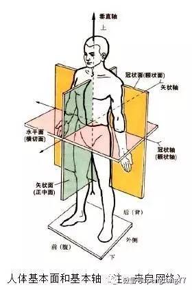 人体长轴方向图片