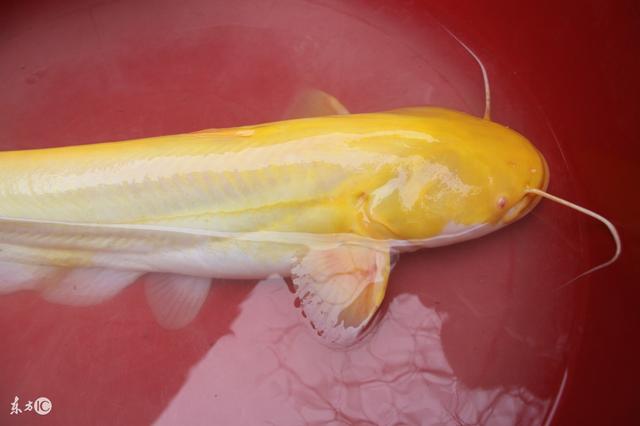 苏里南黄金鲑鲶图片