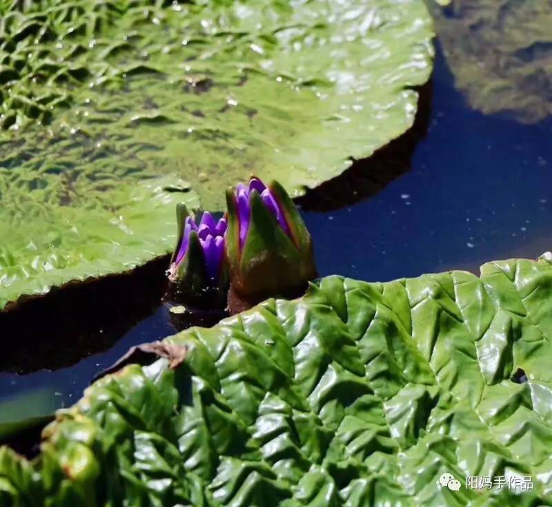 芡的读音图片